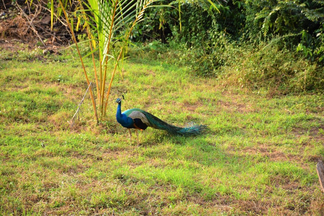 Ashansa Lagoon Resort Tangalle Buitenkant foto